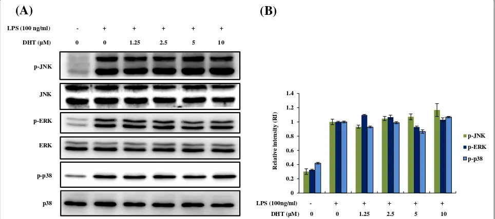 Figure 4 Effects of DHT on activation of MAPK pathway in LPS-stimulated RAW264.7 macrophage.(ERK1/2, JNK1/2 and p38) were determined by Western blot analysis.tometry scanning