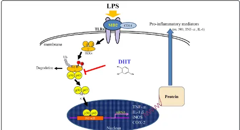 Figure 6 Illustration of signaling for RAW264.7 macrophage anti-inflammatory effect by DHT.