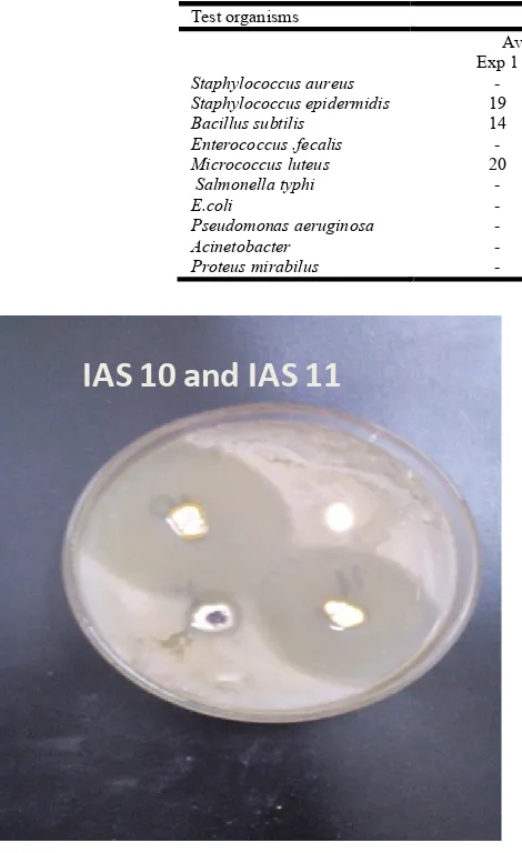 Table 2. Antibacterial activity of Actinomycetes against M.luteus 