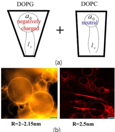 Figure 9. QLC structure using DOPC/DPPC mixed lipid molecules in fluorescence mi-croscopy