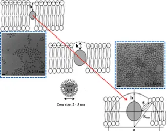 Figure 1. QD is embedded in the thin lipid bilayer depending on the size of QD. Box dotted line shows TEM image of CdSe-QD: left QD size D: 2.45 nm and right QD size D: 4.58 nm