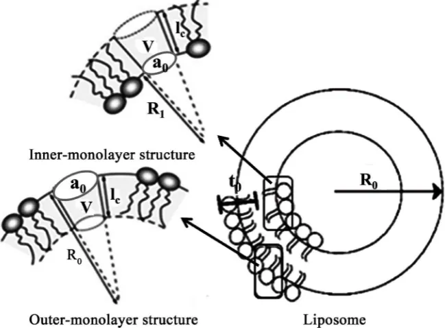 Figure 2. Uni-bilayer liposome and inner and outer monolayer structures. 