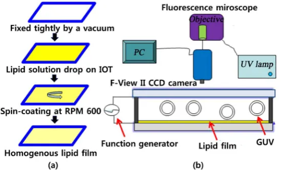 Figure 4. Preparation of QLCs in the order of spin-coating, drying-out QD/lipid thin film, and electro-swelling under an AC field