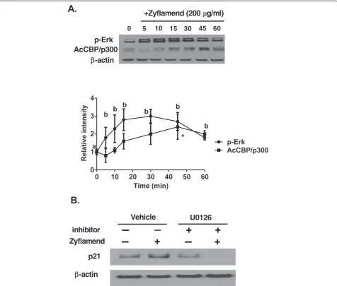 Figure 7 Zyflamend(200’s effects on protein expression of pErk and acetyl-CBP/p300 in a time dependent manner, and on p21expression ± Zyflamend in the presence or absence of the HDAC inhibitor U0126
