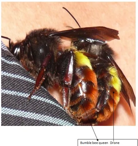 Fig.2. Mating of bumble bees in plastic vials under laboratory conditions 