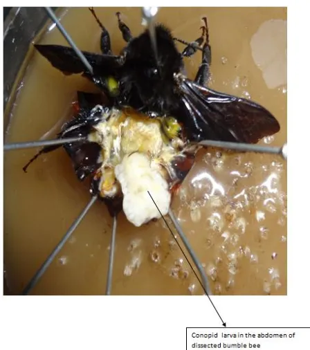 Fig. 3. Conopid fly larvae inside bumble bee abdomen 