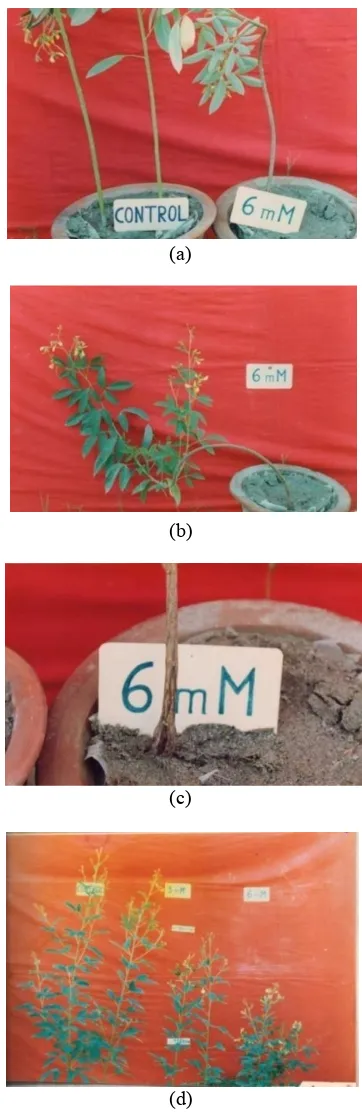 Table 1. Effect of cadmium on plant height and leaf area at different stages of growth 