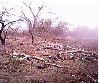 Figure 6. Woodland cleared for charcoal burning in Vikumbulu ward (Source: Nyanda 2013)