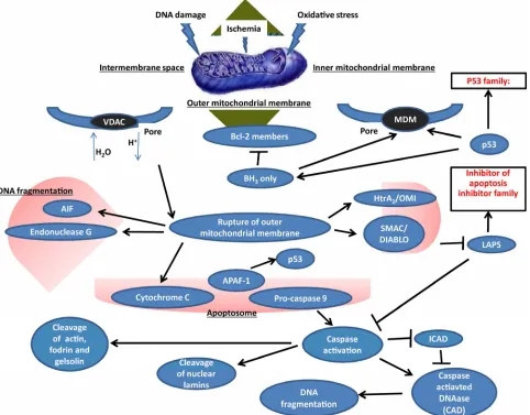 Figure 2. Intrinsic pathway.  