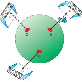 Figure 1. Centrosome theoretical geometrical model: functioning 