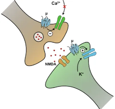 Figure 1. Opioids produce presynaptic and postsynaptic µ-opioid receptors in postsynaptic neurons enhances Keffects that decrease response to excitatory (pain) input