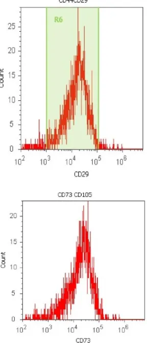 Figure 3. Flow cytometric characterization of mesenchymal stem cells with cell surface markers expressed positive for CD90 and negative for CD34  