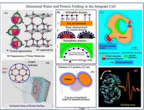 Figure 6. Various aspects of electromagnetically structured water complexes and protein folding