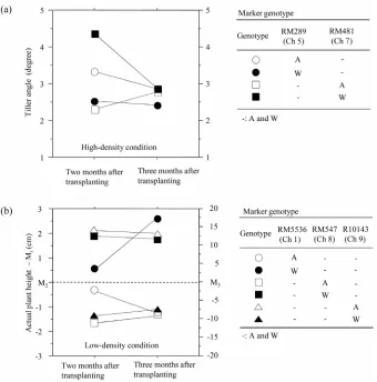 Figure 4. Comparisons of pattern of development change of tiller angle among the four-maker genotypes under high-density condition (a) and that of actual plant height among the six-marker genotypes under low-density one (b)