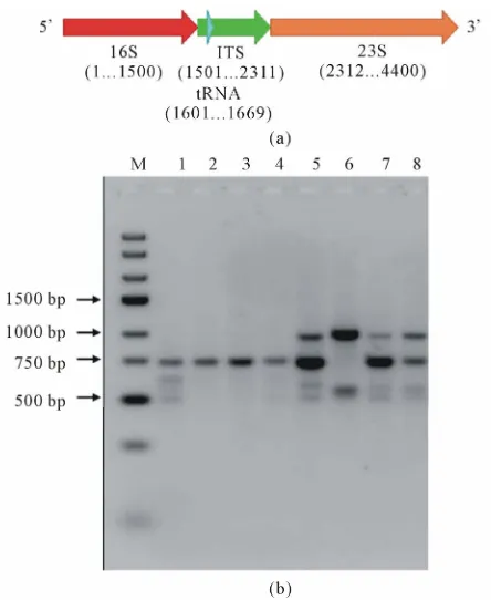 Figure 1. (a) Schematic representation of the position of ITS region in between 16S and 23S rDNA gene region; (b) PCR amplification of internal transcribed spacer (ITS) region from diverse isolates of A