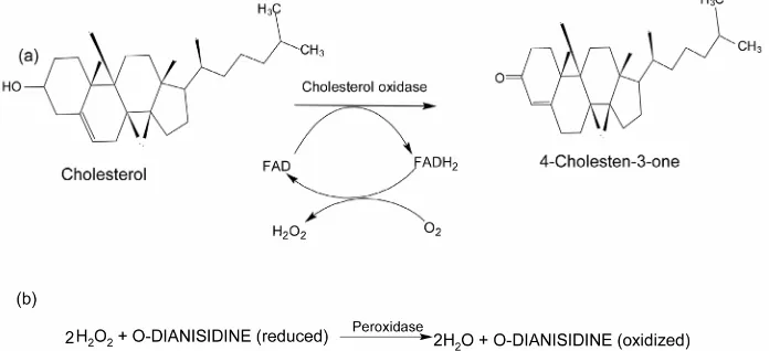 Figure 1. Mechanism of reaction catalyzed by cholesterol oxidase. (a) The cholesterol oxidase oxidizes cholesterol into 4-cho- lestene-3-one and H2O2; (b) H2O2 and o-dianisidine (reduced) with peroxidase enzyme oxidized o-dianisidine and releases water mol