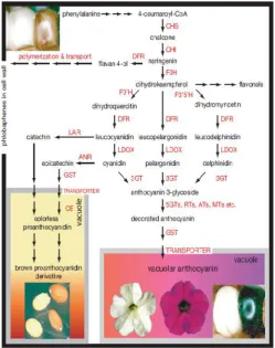 Fig. 2. flow chart of flavonoid biosynthesis