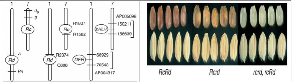 Fig. 3. a) Schematic representation of the loci involved in pro-anthocyanidin synthesis b) Phenotypes and genotypes of Rc and RdTable 2