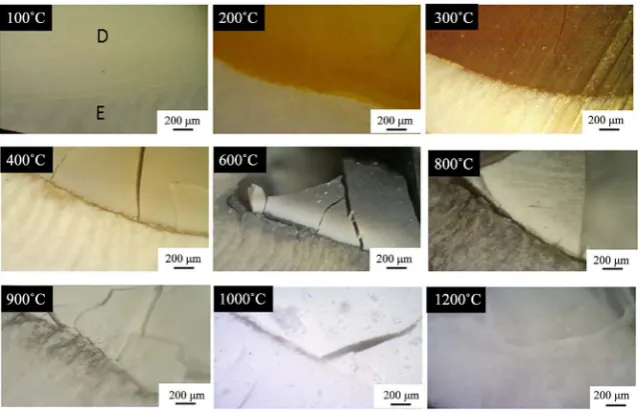 Figure 2. Light microscopy images of the dental piece after heating in argon at different temperatures