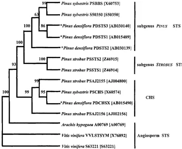Fig. 2. Strict consensus tree of STS and CHS inferred by the neighbor-joining method. The tree was created from the amino acid sequences using PHYLIP