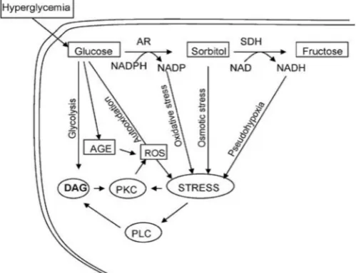 Fig. 1. Involvement of polyol pathway in diabetic complications (Source: Srivastava et al., 2005)  