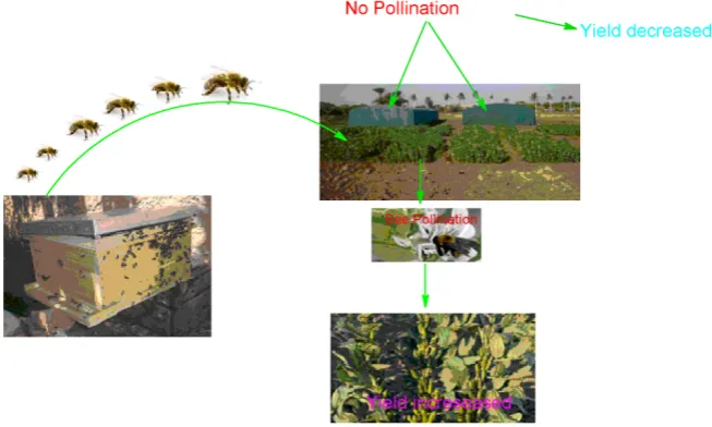 Figure 2. The overall effect of bee pollination on faba bean yield. 
