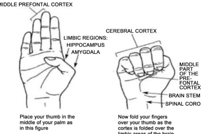 Figure 1. The hand model of the brain (Siegel, 2010). 