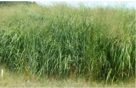 Figure 1. Photograph of switchgrass. 