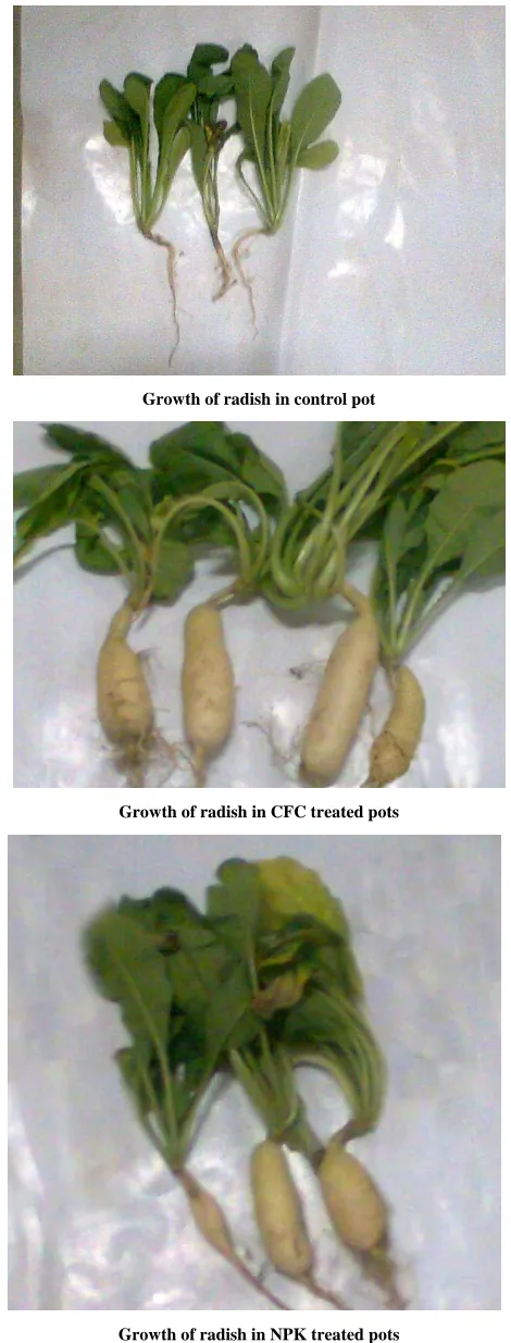 Figure 1. Effect of CFC and NPK fertilizer on growth of radish at 90 days of growth. 
