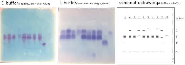 Figure 1. Allozyme patterns of dihydrolipoyl dehydrogenase enzymes visualized after hepaticus, 2: Xerocomus pruinatus, 3: Paxillus spp., 4: Russula ochroleuca, 5: Fagirhiza Norway spruce (Picea abies) in symbiosis with Xerocomus badius