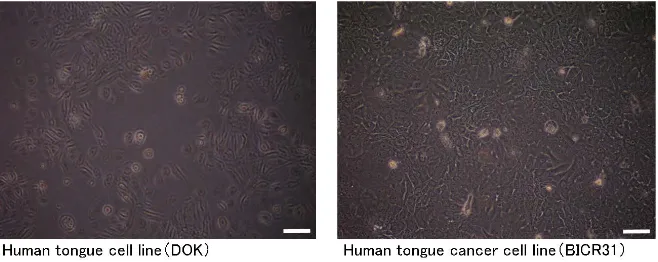 Figure 1. Phase contrast microscopy images (×40, bar = 125 µm) of experimental cells. 