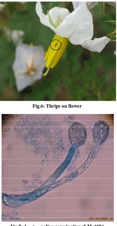 Fig.6: Thrips on flower 