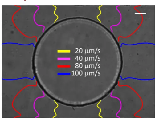 Figure S1. Superposition of curves at same mean shear rates <the simulation at different flows U (yellow, U = 20 μm/s; magenta, U = 40 μm/s; green, γ> = 5s−1 obtained from red, U = 70 μm/s; and blue, U = 100 μm/s)