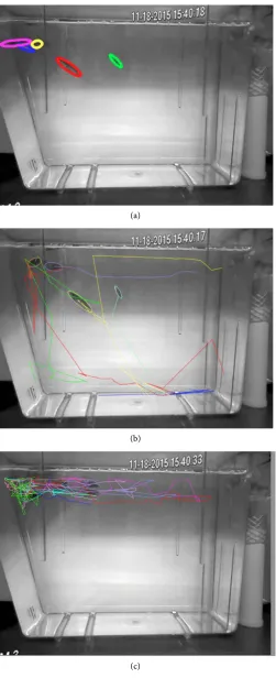 Figure 3. Tracking in a representative tank during light. Each fish is encircled by a unique color, corresponding with their pathway color