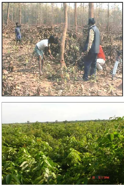 Figure 4. Vegetation destruction due to human intervention 