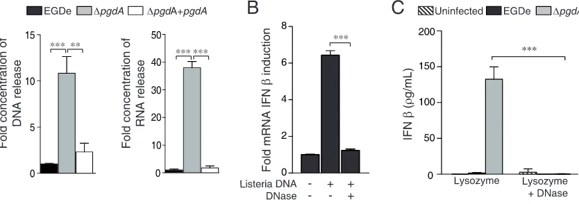 Figure 8. Listeriabacterial lysates, pretreated with DNase or not treated, and IFN-Data are meanblue assay