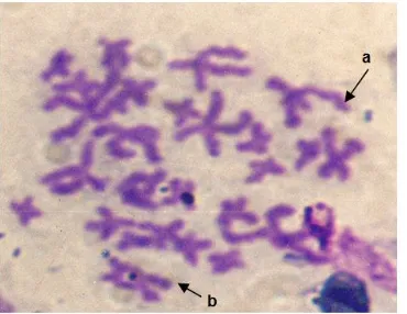 Fig. 5. a. Duplication of chromosome b. Dicentric chromosome  