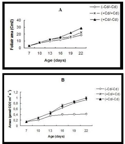 Figure. 2 Photochemistry quenching (A) and non photochemistry quenching (B) in leaves of tomato plants grown in absence (□) of Cd