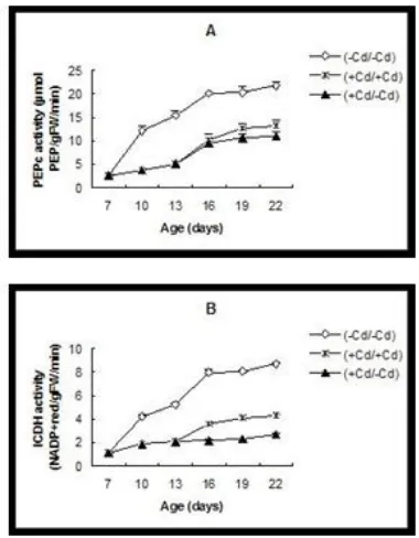 Figure. 4 NADH-GDH activity (A), GDH protein content (B) and GDH native activity (C) in leaves of tomato plants grown in absence (□) of Cd