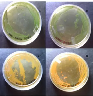 Fig 2. RAPD profile with random pirmer  (A- RBA-5), (B- TW-3), (C-OPA-2), (V1- Carangoides