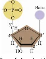 Figure 1. A nucleotide. 