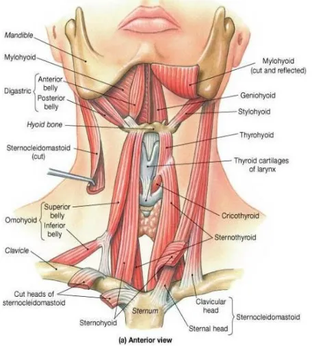 Fig: II- Hyoid bone in the neck 