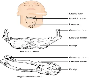 Fig: III- Parts of the Hyoid Bone 
