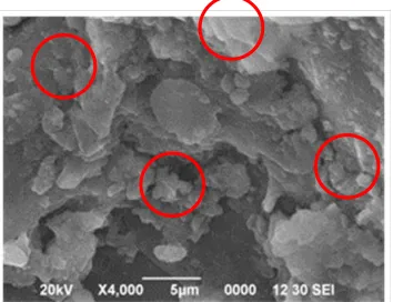 Figure 6. SEM test results on compost before biofiltration.