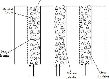 Fig. 2: Forces of sorption  