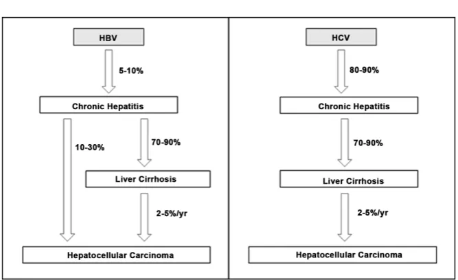Figure 2. Progression of chronic HBV and HCV infection to HCC. 