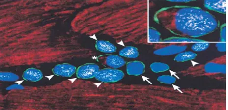 Figure 4. Documentation of the existence of a subpopulation of replicating myocyteswith the properties of cardiac stem cells in normal hearts