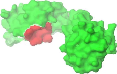 Fig 6. Red colour indicate the active site region of                        Blundell, T.L., Sternberg, M.J.E.,  Sibanda, B.l