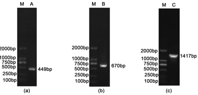 Figure 1. The amplification of pomegranate PgLAC. M: DL 2000 DNA marker; (a) The detection of middle fragments cDNA amplification of pomegranate PgLAC; (b) The de-tection of 5’-RACE cDNA amplification of pomegranate PgLAC; (c) The detection of 3’-RACE cDNA