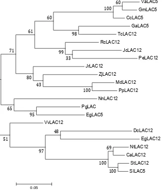 Figure 3. Phylogenetic analysis among different LACs. 